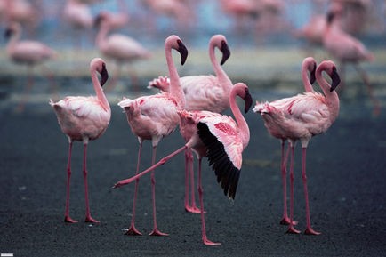 Pembe Kanatlar: Flamingolarin Gizemi Fotoğrafı