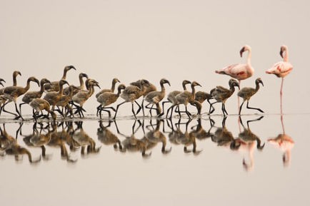 Pembe Kanatlar: Flamingolarin Gizemi Fotoğrafları 9