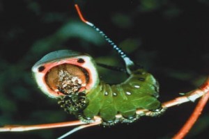 Çayırın Sakinleri Fotoğrafı