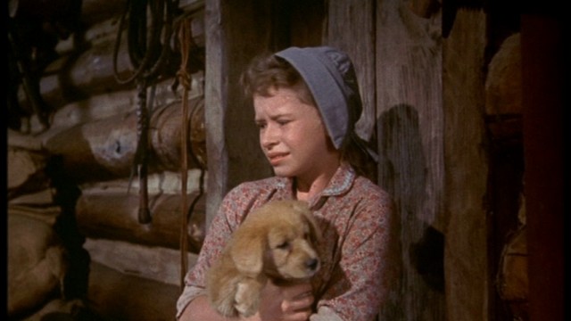 Old Yeller Fotoğrafı