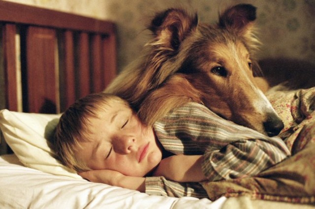 Lassie Fotoğrafları 3