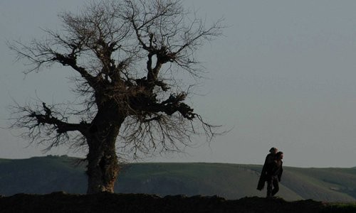 İki Bacaklı At Fotoğrafı