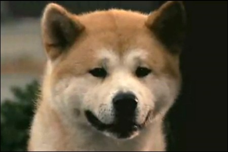 Hachi: Bir Köpeğin Hikayesi Fotoğrafları 2