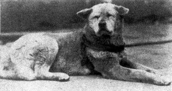 Hachi: Bir Köpeğin Hikayesi Fotoğrafları 26