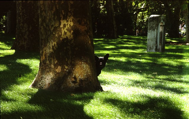 Big Bad Wolf Fotoğrafı