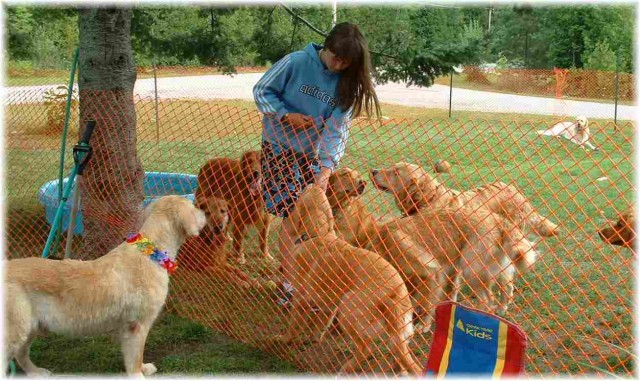 Dogs And More Dogs fotoğrafı Dogs And More Dogs fotoğrafı