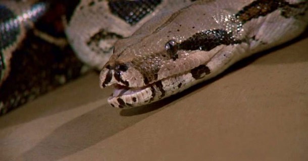 Sssssss Fotoğrafı