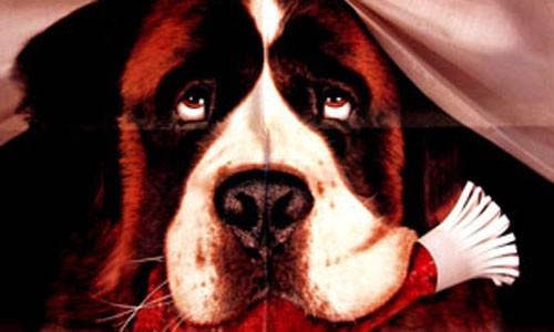 Afacan Köpek Beethoven Fotoğrafı