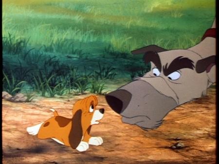 Tilki Ve Avcı Köpeği Fotoğrafı