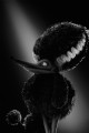 Frankenweenie fotoğrafı
