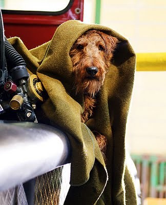 Firedog Fotoğrafı