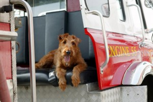 Firehouse Dog Fotoğrafları 1