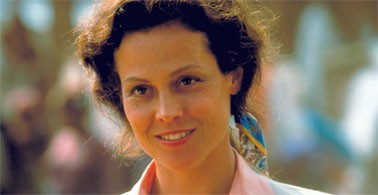 Sisteki Goriller Fotoğrafı