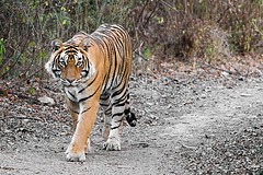 India: Kingdom Of The Tiger Fotoğrafı