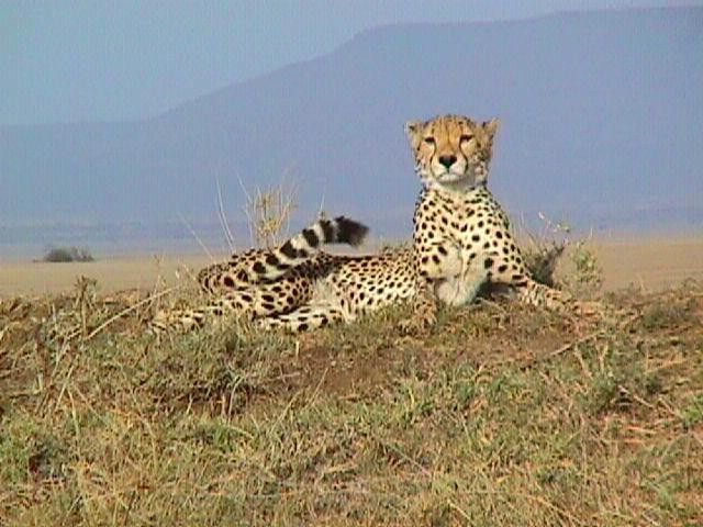 Wildlife In Serengeti Fotoğrafları 1