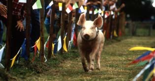 Rennschwein Rudi Rüssel Fotoğrafı