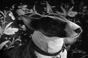 Frankenweenie fotoğrafı