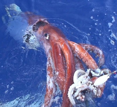 Kraken:tentacles Of The Deep Fotoğrafı