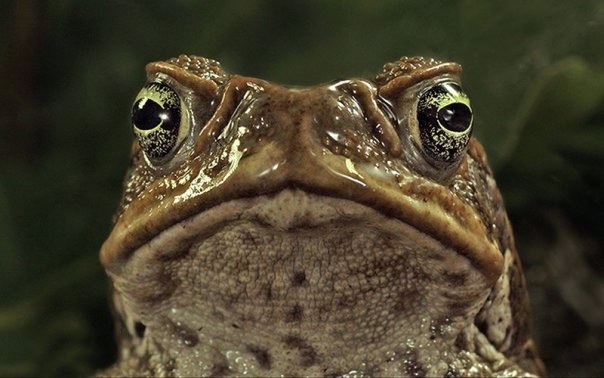 Cane Toads: The Conquest Fotoğrafı