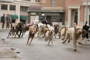 Köpek Oteli Fotoğrafı