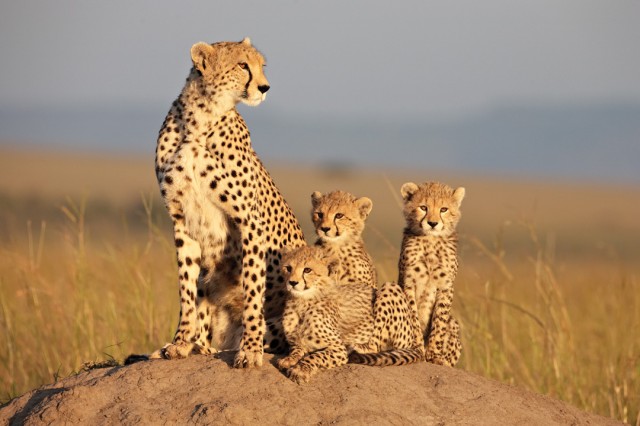 Afrika Kedileri Fotoğrafları 1