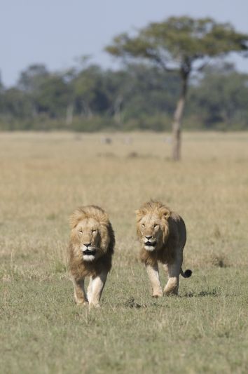Afrika Kedileri Fotoğrafı