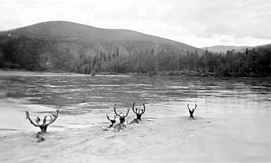 Yukon Flight fotoğrafı