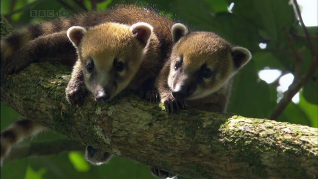 Bbc Hayat - Memeliler Fotoğrafları 2